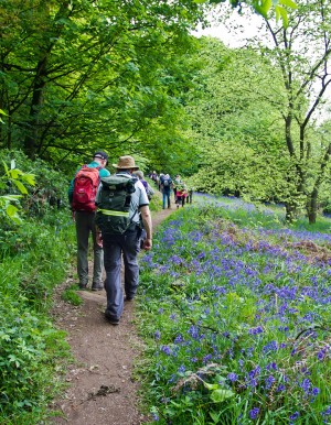 Walkers in bluebell woods